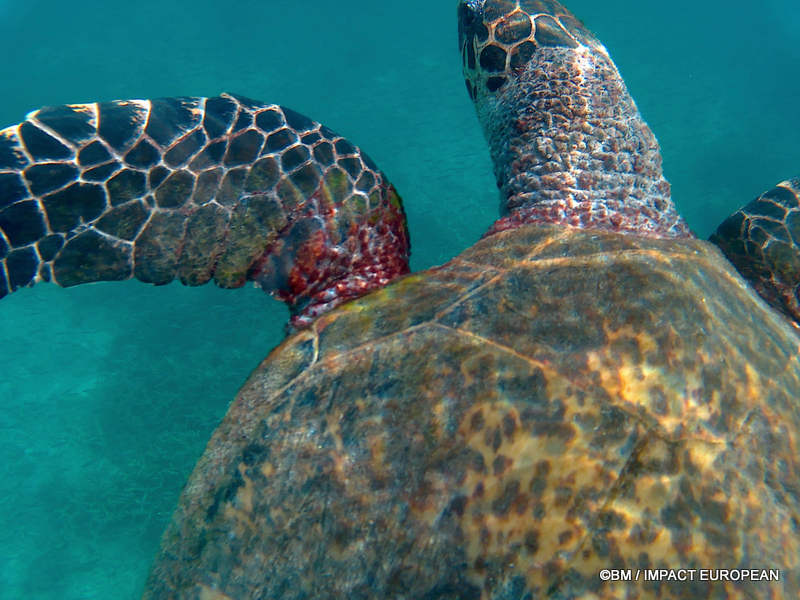 From rainforest-covered mountains to coral gardens beneath the South China Sea, Tioman Island reveals one of Malaysia's richest natural ecosystems. / Entre plages de sable blanc, jungle tropicale et récifs coralliens d'une richesse exceptionnelle, l'île de Tioman et les îles environnantes offrent l'un des plus beaux paysages naturels de Malaisie. Photo: BM - IMPACT EUROPEAN