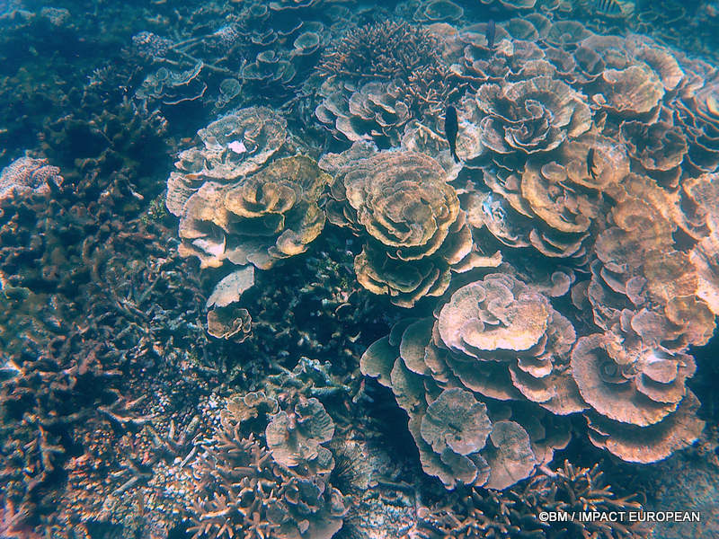 From rainforest-covered mountains to coral gardens beneath the South China Sea, Tioman Island reveals one of Malaysia's richest natural ecosystems. / Entre plages de sable blanc, jungle tropicale et récifs coralliens d'une richesse exceptionnelle, l'île de Tioman et les îles environnantes offrent l'un des plus beaux paysages naturels de Malaisie. Photo: BM - IMPACT EUROPEAN