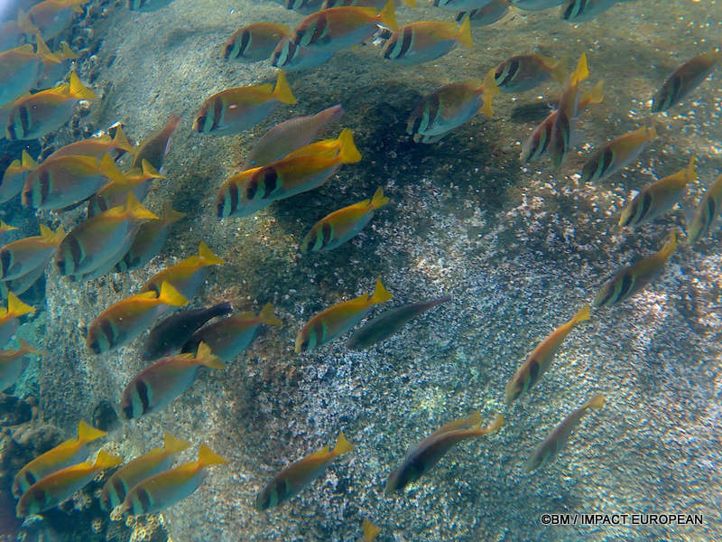 From rainforest-covered mountains to coral gardens beneath the South China Sea, Tioman Island reveals one of Malaysia's richest natural ecosystems. / Entre plages de sable blanc, jungle tropicale et récifs coralliens d'une richesse exceptionnelle, l'île de Tioman et les îles environnantes offrent l'un des plus beaux paysages naturels de Malaisie. Photo: BM - IMPACT EUROPEAN