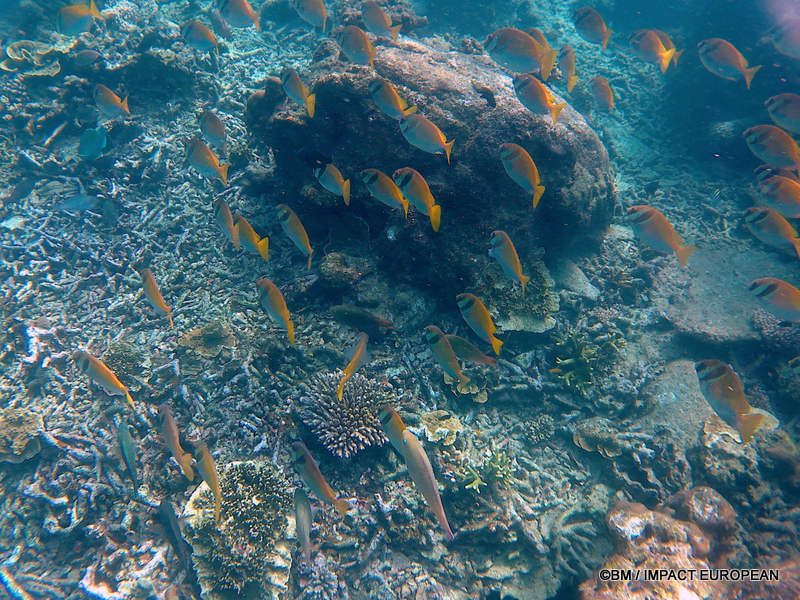 From rainforest-covered mountains to coral gardens beneath the South China Sea, Tioman Island reveals one of Malaysia's richest natural ecosystems. / Entre plages de sable blanc, jungle tropicale et récifs coralliens d'une richesse exceptionnelle, l'île de Tioman et les îles environnantes offrent l'un des plus beaux paysages naturels de Malaisie. Photo: BM - IMPACT EUROPEAN