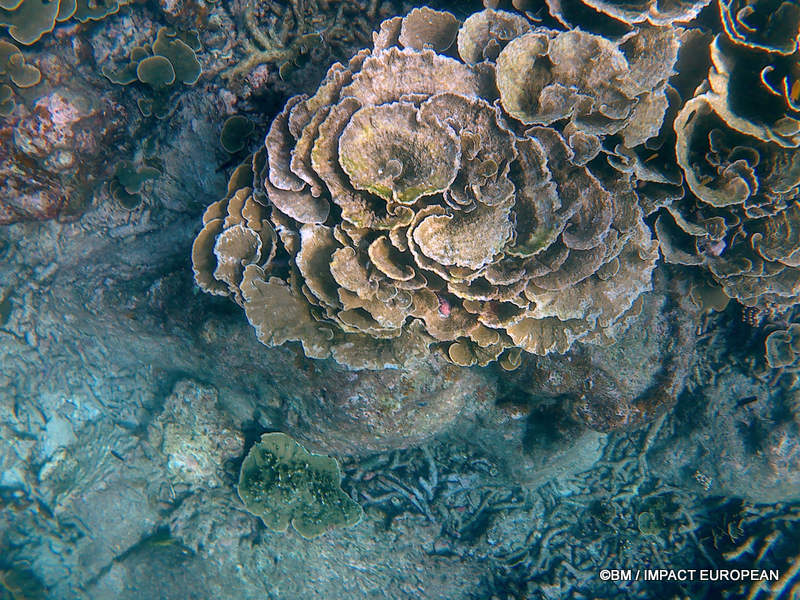 From rainforest-covered mountains to coral gardens beneath the South China Sea, Tioman Island reveals one of Malaysia's richest natural ecosystems. / Entre plages de sable blanc, jungle tropicale et récifs coralliens d'une richesse exceptionnelle, l'île de Tioman et les îles environnantes offrent l'un des plus beaux paysages naturels de Malaisie. Photo: BM - IMPACT EUROPEAN