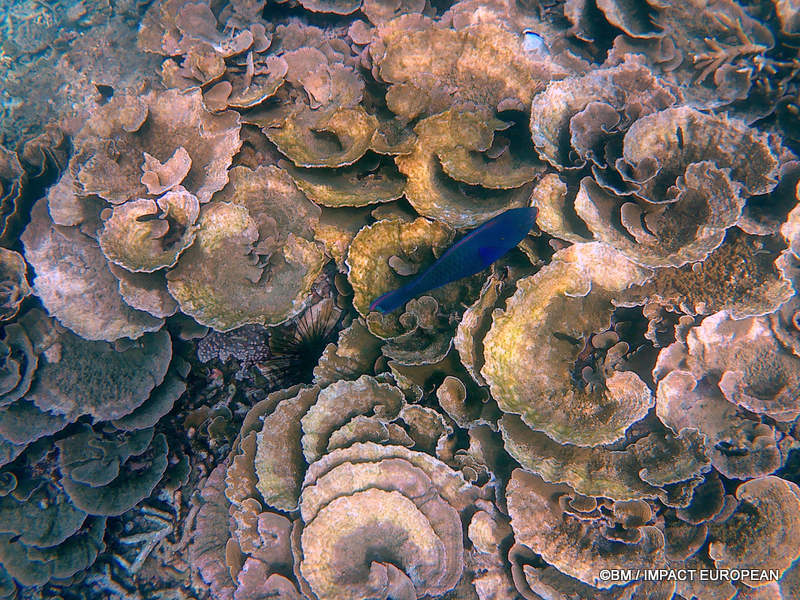 From rainforest-covered mountains to coral gardens beneath the South China Sea, Tioman Island reveals one of Malaysia's richest natural ecosystems. / Entre plages de sable blanc, jungle tropicale et récifs coralliens d'une richesse exceptionnelle, l'île de Tioman et les îles environnantes offrent l'un des plus beaux paysages naturels de Malaisie. Photo: BM - IMPACT EUROPEAN