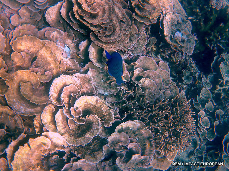 From rainforest-covered mountains to coral gardens beneath the South China Sea, Tioman Island reveals one of Malaysia's richest natural ecosystems. / Entre plages de sable blanc, jungle tropicale et récifs coralliens d'une richesse exceptionnelle, l'île de Tioman et les îles environnantes offrent l'un des plus beaux paysages naturels de Malaisie. Photo: BM - IMPACT EUROPEAN
