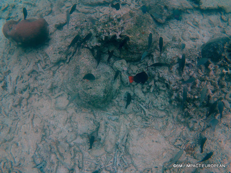 From rainforest-covered mountains to coral gardens beneath the South China Sea, Tioman Island reveals one of Malaysia's richest natural ecosystems. / Entre plages de sable blanc, jungle tropicale et récifs coralliens d'une richesse exceptionnelle, l'île de Tioman et les îles environnantes offrent l'un des plus beaux paysages naturels de Malaisie. Photo: BM - IMPACT EUROPEAN