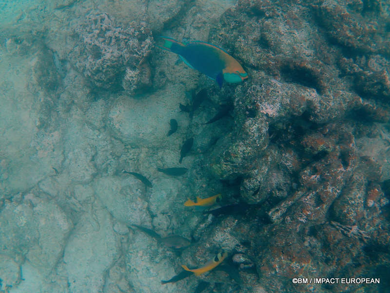 From rainforest-covered mountains to coral gardens beneath the South China Sea, Tioman Island reveals one of Malaysia's richest natural ecosystems. / Entre plages de sable blanc, jungle tropicale et récifs coralliens d'une richesse exceptionnelle, l'île de Tioman et les îles environnantes offrent l'un des plus beaux paysages naturels de Malaisie. Photo: BM - IMPACT EUROPEAN