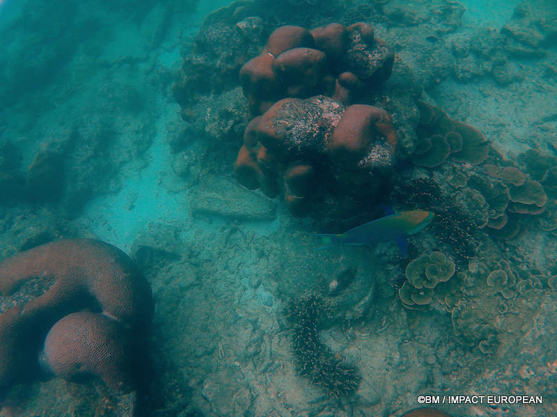 From rainforest-covered mountains to coral gardens beneath the South China Sea, Tioman Island reveals one of Malaysia's richest natural ecosystems. / Entre plages de sable blanc, jungle tropicale et récifs coralliens d'une richesse exceptionnelle, l'île de Tioman et les îles environnantes offrent l'un des plus beaux paysages naturels de Malaisie. Photo: BM - IMPACT EUROPEAN