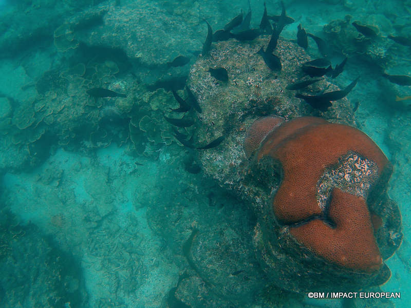 From rainforest-covered mountains to coral gardens beneath the South China Sea, Tioman Island reveals one of Malaysia's richest natural ecosystems. / Entre plages de sable blanc, jungle tropicale et récifs coralliens d'une richesse exceptionnelle, l'île de Tioman et les îles environnantes offrent l'un des plus beaux paysages naturels de Malaisie. Photo: BM - IMPACT EUROPEAN