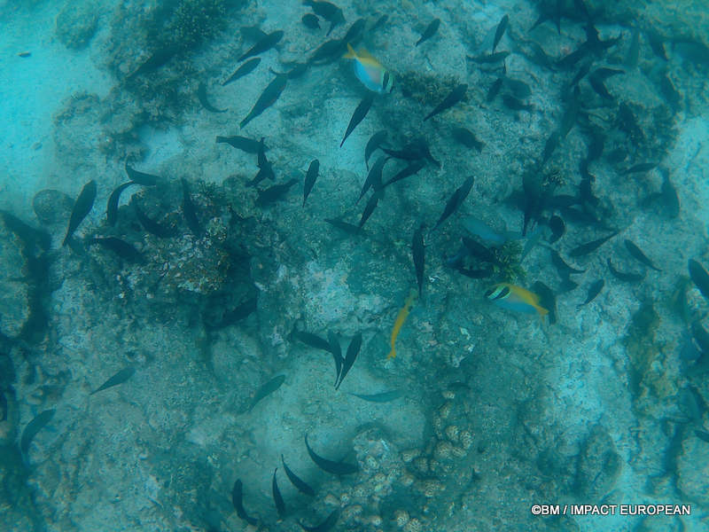 From rainforest-covered mountains to coral gardens beneath the South China Sea, Tioman Island reveals one of Malaysia's richest natural ecosystems. / Entre plages de sable blanc, jungle tropicale et récifs coralliens d'une richesse exceptionnelle, l'île de Tioman et les îles environnantes offrent l'un des plus beaux paysages naturels de Malaisie. Photo: BM - IMPACT EUROPEAN