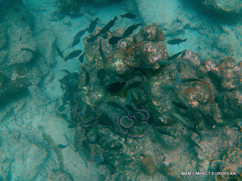 From rainforest-covered mountains to coral gardens beneath the South China Sea, Tioman Island reveals one of Malaysia's richest natural ecosystems. / Entre plages de sable blanc, jungle tropicale et récifs coralliens d'une richesse exceptionnelle, l'île de Tioman et les îles environnantes offrent l'un des plus beaux paysages naturels de Malaisie. Photo: BM - IMPACT EUROPEAN