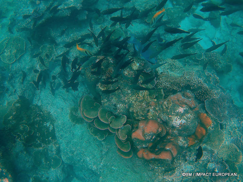 From rainforest-covered mountains to coral gardens beneath the South China Sea, Tioman Island reveals one of Malaysia's richest natural ecosystems. / Entre plages de sable blanc, jungle tropicale et récifs coralliens d'une richesse exceptionnelle, l'île de Tioman et les îles environnantes offrent l'un des plus beaux paysages naturels de Malaisie. Photo: BM - IMPACT EUROPEAN