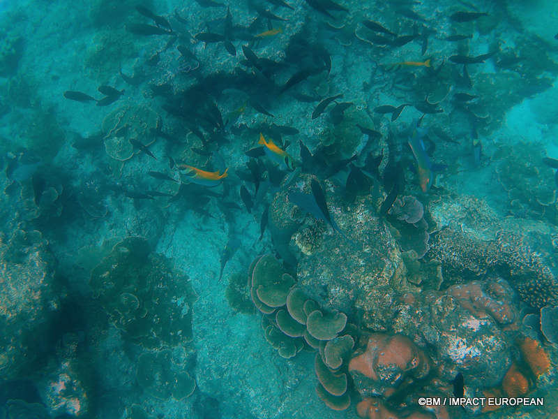 From rainforest-covered mountains to coral gardens beneath the South China Sea, Tioman Island reveals one of Malaysia's richest natural ecosystems. / Entre plages de sable blanc, jungle tropicale et récifs coralliens d'une richesse exceptionnelle, l'île de Tioman et les îles environnantes offrent l'un des plus beaux paysages naturels de Malaisie. Photo: BM - IMPACT EUROPEAN