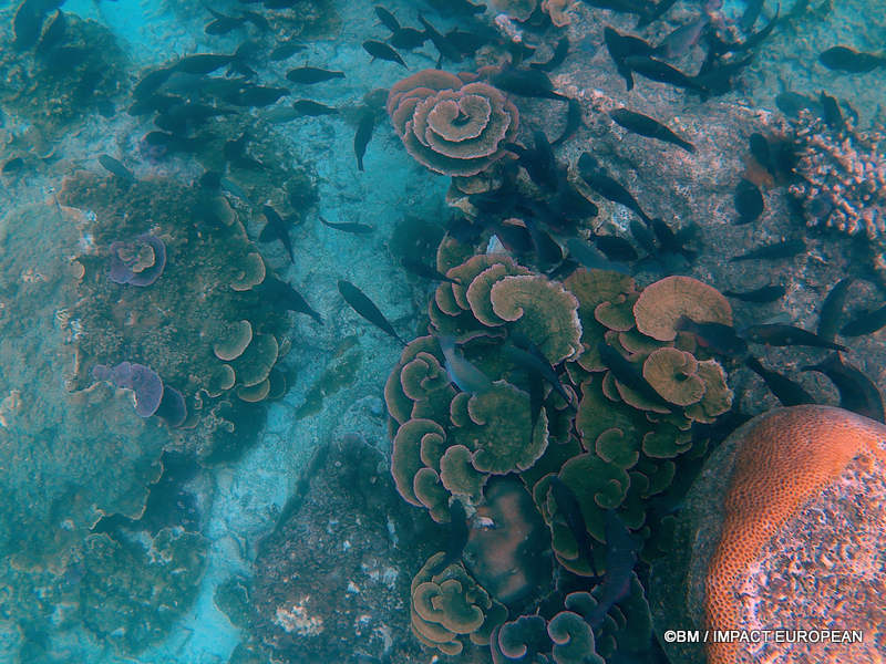 From rainforest-covered mountains to coral gardens beneath the South China Sea, Tioman Island reveals one of Malaysia's richest natural ecosystems. / Entre plages de sable blanc, jungle tropicale et récifs coralliens d'une richesse exceptionnelle, l'île de Tioman et les îles environnantes offrent l'un des plus beaux paysages naturels de Malaisie. Photo: BM - IMPACT EUROPEAN