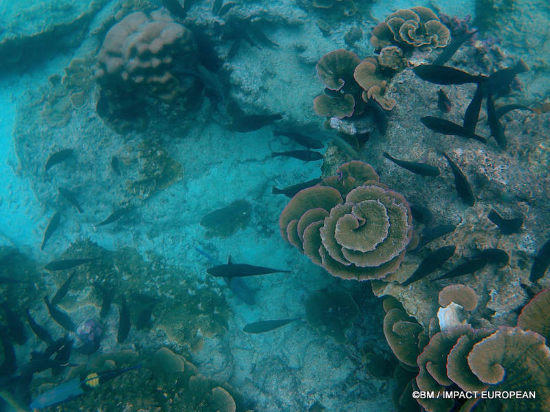 From rainforest-covered mountains to coral gardens beneath the South China Sea, Tioman Island reveals one of Malaysia's richest natural ecosystems. / Entre plages de sable blanc, jungle tropicale et récifs coralliens d'une richesse exceptionnelle, l'île de Tioman et les îles environnantes offrent l'un des plus beaux paysages naturels de Malaisie. Photo: BM - IMPACT EUROPEAN