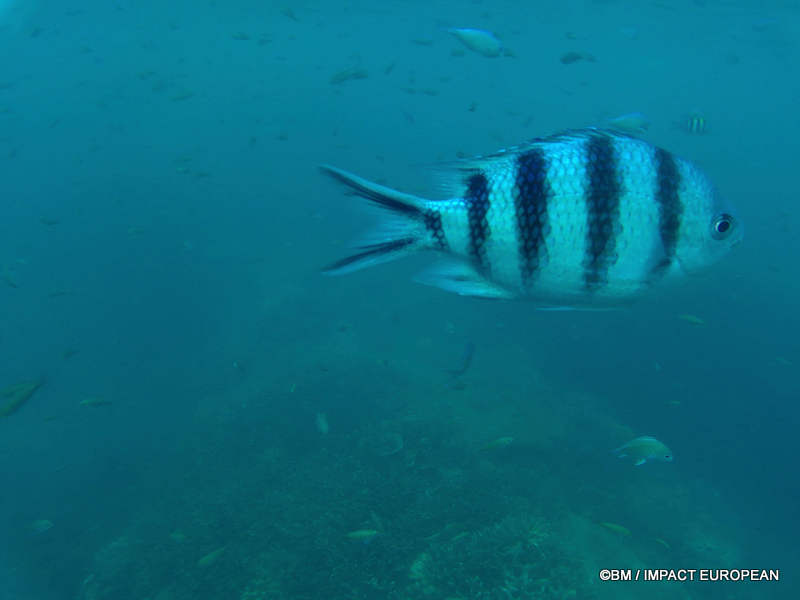 From rainforest-covered mountains to coral gardens beneath the South China Sea, Tioman Island reveals one of Malaysia's richest natural ecosystems. / Entre plages de sable blanc, jungle tropicale et récifs coralliens d'une richesse exceptionnelle, l'île de Tioman et les îles environnantes offrent l'un des plus beaux paysages naturels de Malaisie. Photo: BM - IMPACT EUROPEAN