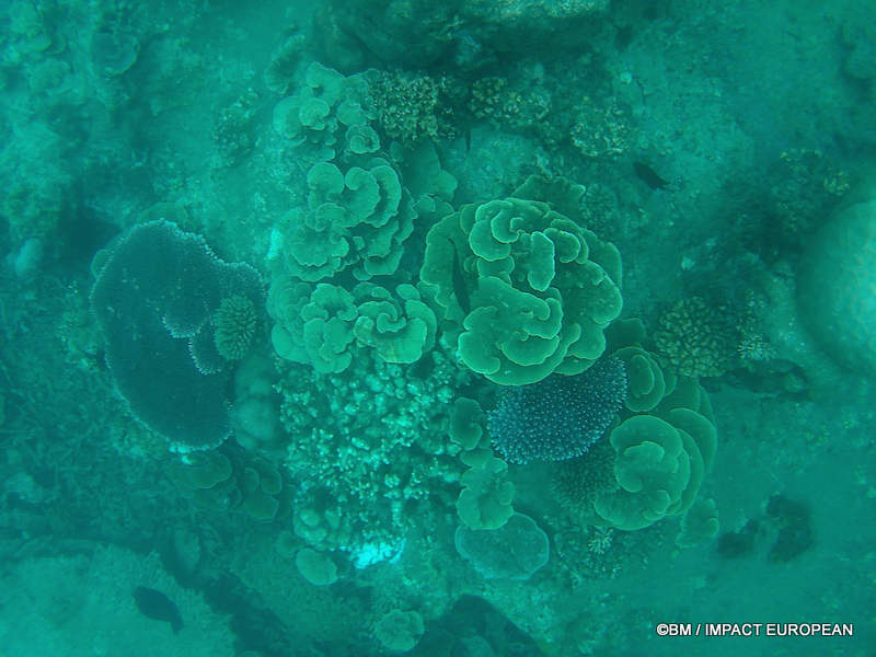 From rainforest-covered mountains to coral gardens beneath the South China Sea, Tioman Island reveals one of Malaysia's richest natural ecosystems. / Entre plages de sable blanc, jungle tropicale et récifs coralliens d'une richesse exceptionnelle, l'île de Tioman et les îles environnantes offrent l'un des plus beaux paysages naturels de Malaisie. Photo: BM - IMPACT EUROPEAN
