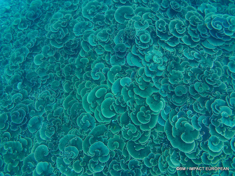 From rainforest-covered mountains to coral gardens beneath the South China Sea, Tioman Island reveals one of Malaysia's richest natural ecosystems. / Entre plages de sable blanc, jungle tropicale et récifs coralliens d'une richesse exceptionnelle, l'île de Tioman et les îles environnantes offrent l'un des plus beaux paysages naturels de Malaisie. Photo: BM - IMPACT EUROPEAN