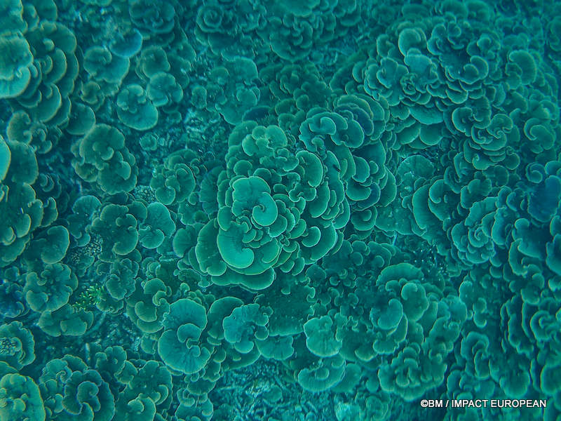 From rainforest-covered mountains to coral gardens beneath the South China Sea, Tioman Island reveals one of Malaysia's richest natural ecosystems. / Entre plages de sable blanc, jungle tropicale et récifs coralliens d'une richesse exceptionnelle, l'île de Tioman et les îles environnantes offrent l'un des plus beaux paysages naturels de Malaisie. Photo: BM - IMPACT EUROPEAN