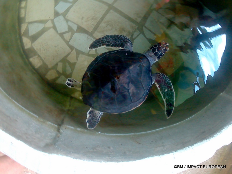 Photos 1, 2 et 3 — Tortue marine

FR : Une tortue marine accueillie au sanctuaire de Bunut, sur l’île de Tioman, en Malaisie. Le site participe à la sensibilisation à la protection des tortues marines et de leur environnement.

EN : A sea turtle at the Bunut turtle sanctuary on Tioman Island, Malaysia. The site raises awareness about the protection of sea turtles and their marine environment.

MY : Seekor penyu laut di pusat perlindungan penyu Bunut di Pulau Tioman, Malaysia. Tempat ini membantu meningkatkan kesedaran tentang perlindungan penyu laut dan persekitaran marin mereka.

 ©BM / IMPACT EUROPEAN