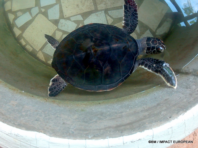 Photos 1, 2 et 3 — Tortue marine

FR : Une tortue marine accueillie au sanctuaire de Bunut, sur l’île de Tioman, en Malaisie. Le site participe à la sensibilisation à la protection des tortues marines et de leur environnement.

EN : A sea turtle at the Bunut turtle sanctuary on Tioman Island, Malaysia. The site raises awareness about the protection of sea turtles and their marine environment.

MY : Seekor penyu laut di pusat perlindungan penyu Bunut di Pulau Tioman, Malaysia. Tempat ini membantu meningkatkan kesedaran tentang perlindungan penyu laut dan persekitaran marin mereka. 

©BM / IMPACT EUROPEAN
