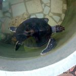 Sanctuaire de tortues de Bunut a Tioman 0003