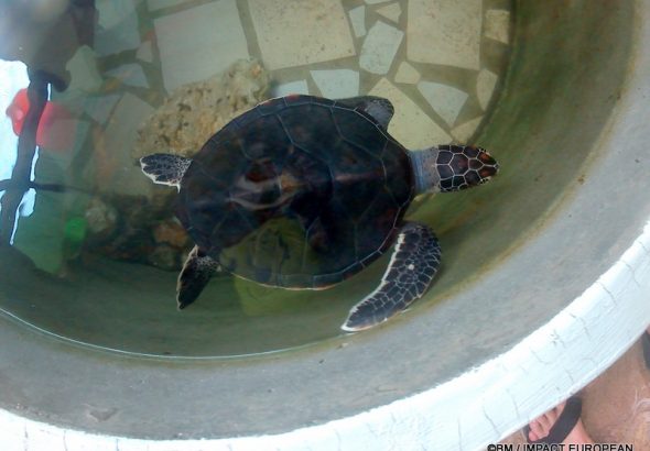 Sanctuaire de tortues de Bunut a Tioman 0003