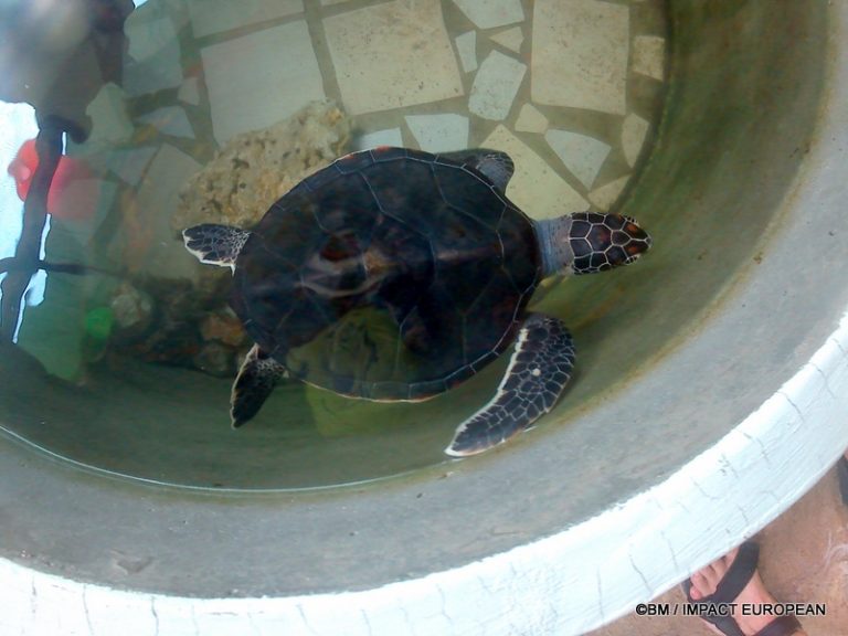 Sanctuaire de tortues de Bunut a Tioman 0003