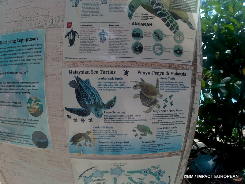FR : Le sanctuaire présente les différentes espèces de tortues marines de Malaisie, notamment la tortue luth, la tortue verte, la tortue imbriquée et la tortue olivâtre.

EN : An educational display presents Malaysia’s sea turtle species, including leatherback, green, hawksbill and olive ridley turtles.

MY : Papan pendidikan memperkenalkan spesies penyu laut yang terdapat di Malaysia, termasuk penyu belimbing, penyu agar, penyu karah dan penyu lipas.

 ©BM / IMPACT EUROPEAN
