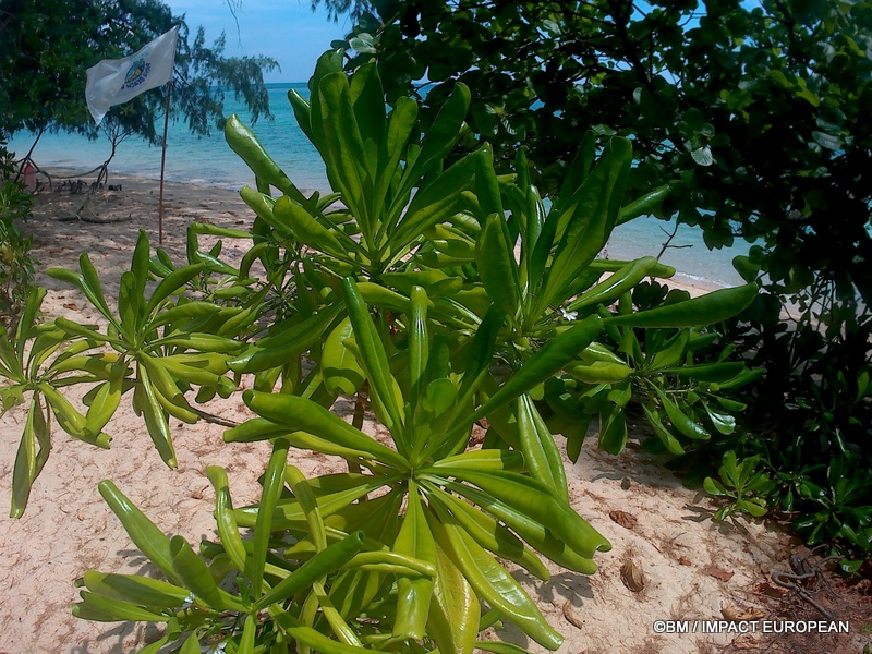 FR : À quelques mètres de la mer, la végétation tropicale forme une barrière naturelle entre la plage et l’intérieur de l’île de Tioman.

EN : Just metres from the sea, tropical vegetation forms a natural barrier between the beach and the interior of Tioman Island.

MY : Hanya beberapa meter dari laut, tumbuh-tumbuhan tropika membentuk penghalang semula jadi antara pantai dan kawasan pedalaman Pulau Tioman.

 ©BM / IMPACT EUROPEAN