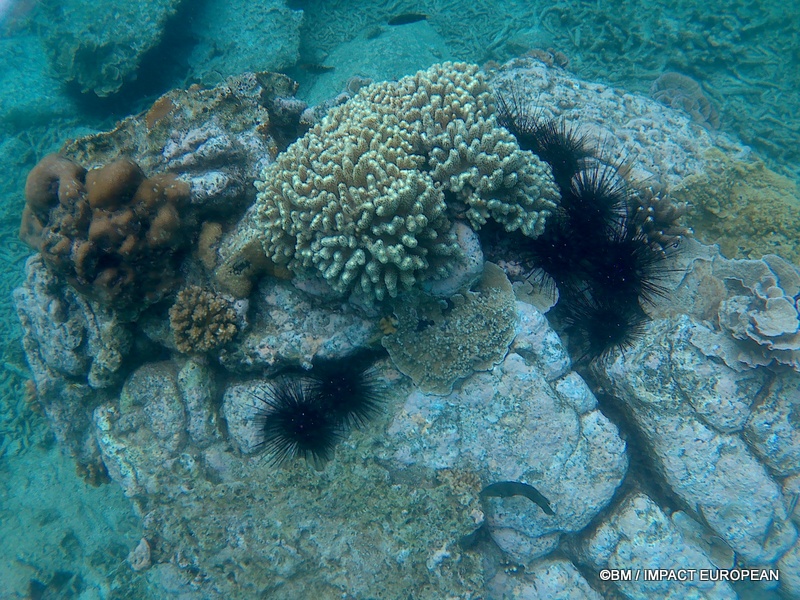 Tioman 0002