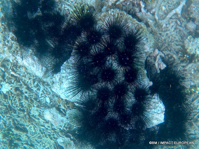 Tioman 0003