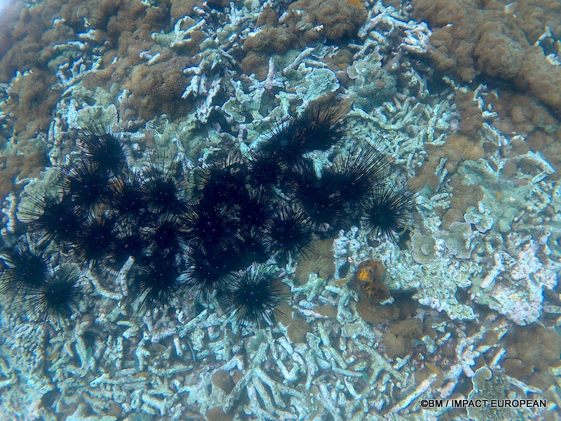 Tioman 0004