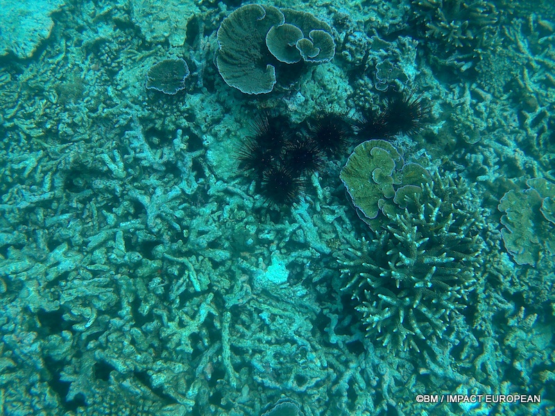 Tioman 0005