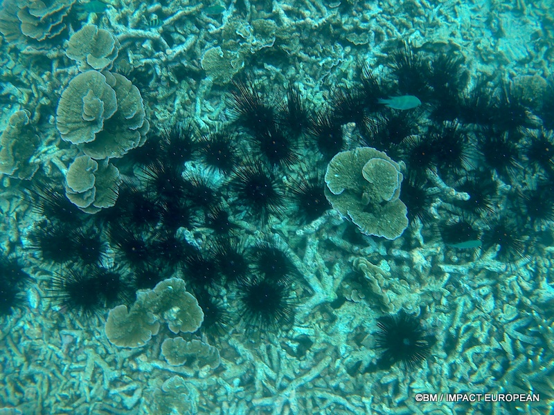 Tioman 0006