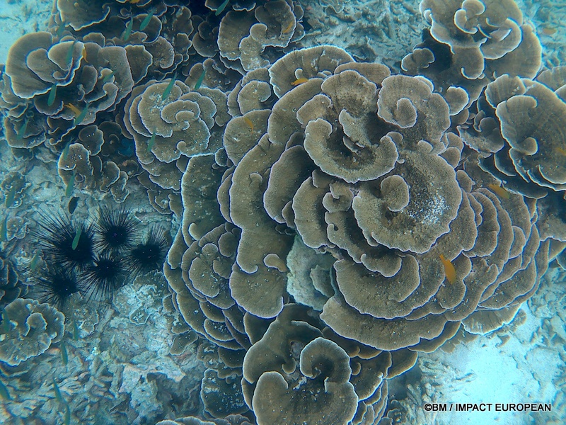 Tioman 0007