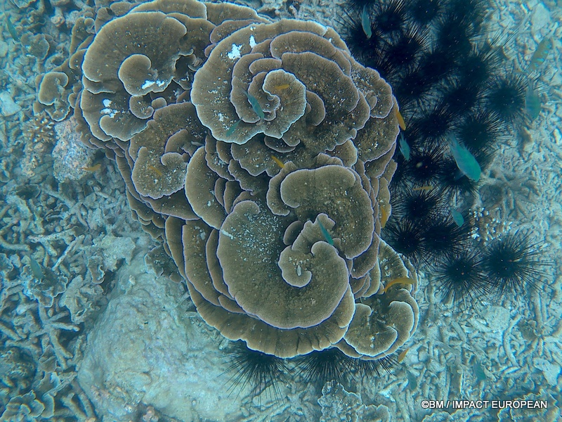 Tioman 0009