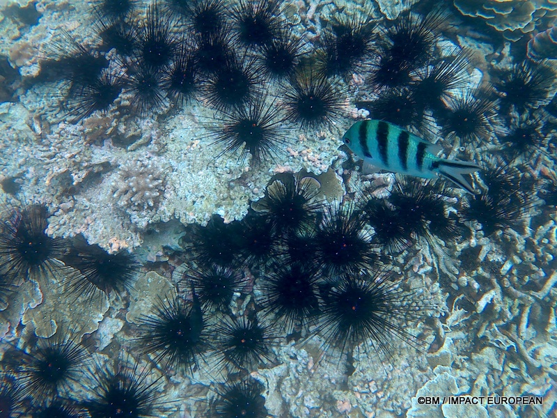 Tioman 0010
