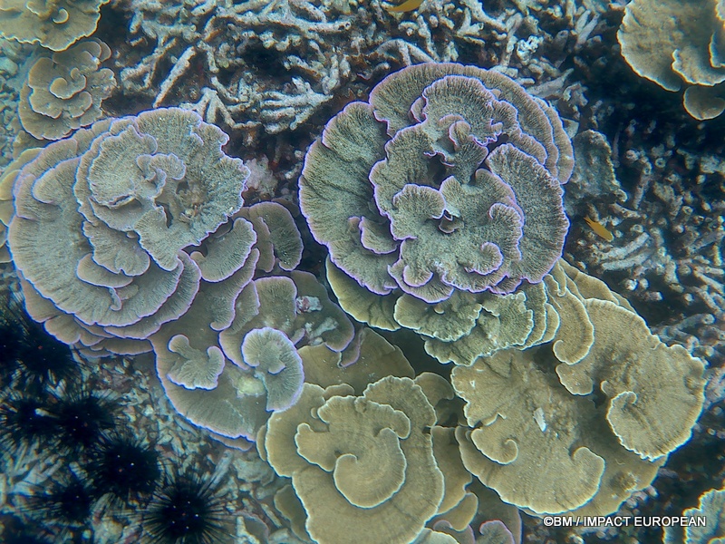 Tioman 0011
