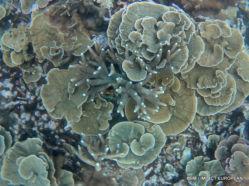 Tioman 0012