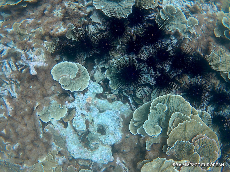 Tioman 0013