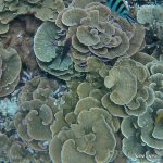 Récif corallien et faune marine sous les eaux de Tioman en Malaisie