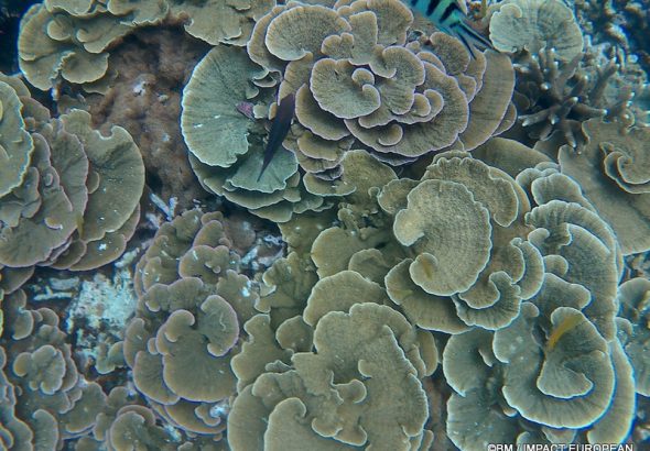 Récif corallien et faune marine sous les eaux de Tioman en Malaisie