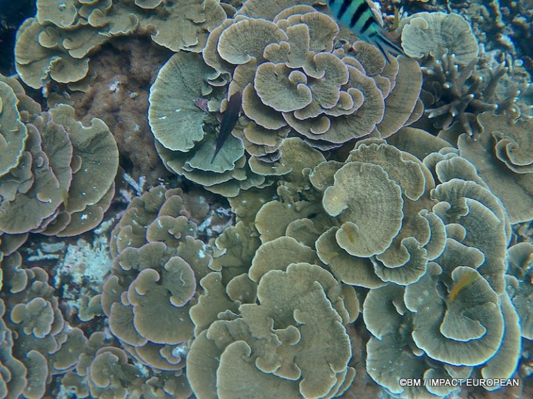 Récif corallien et faune marine sous les eaux de Tioman en Malaisie