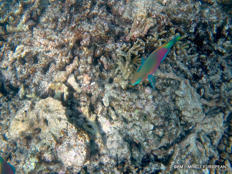 Tioman 0015