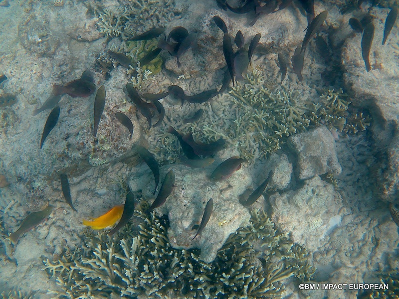Tioman 0016