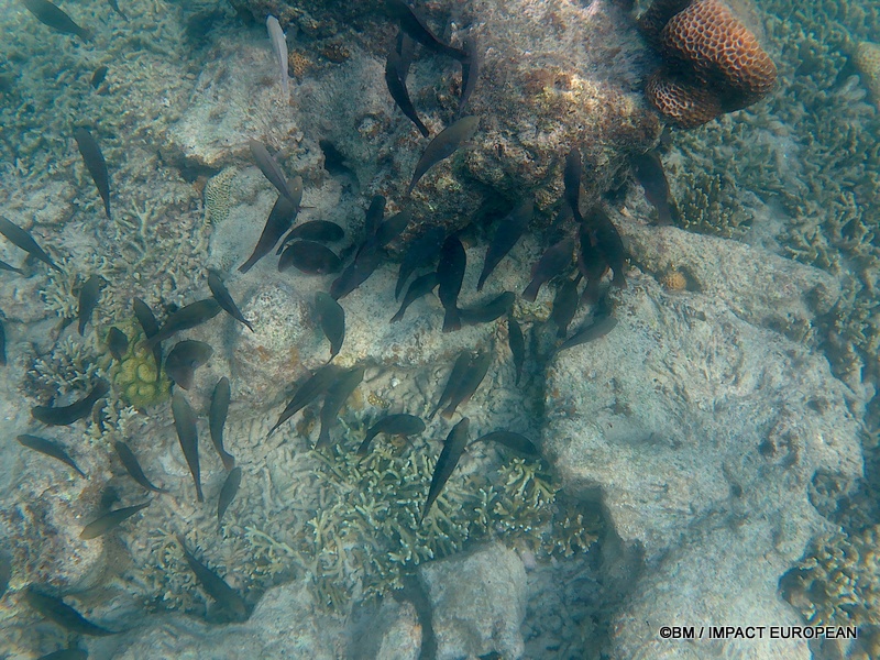 Tioman 0017