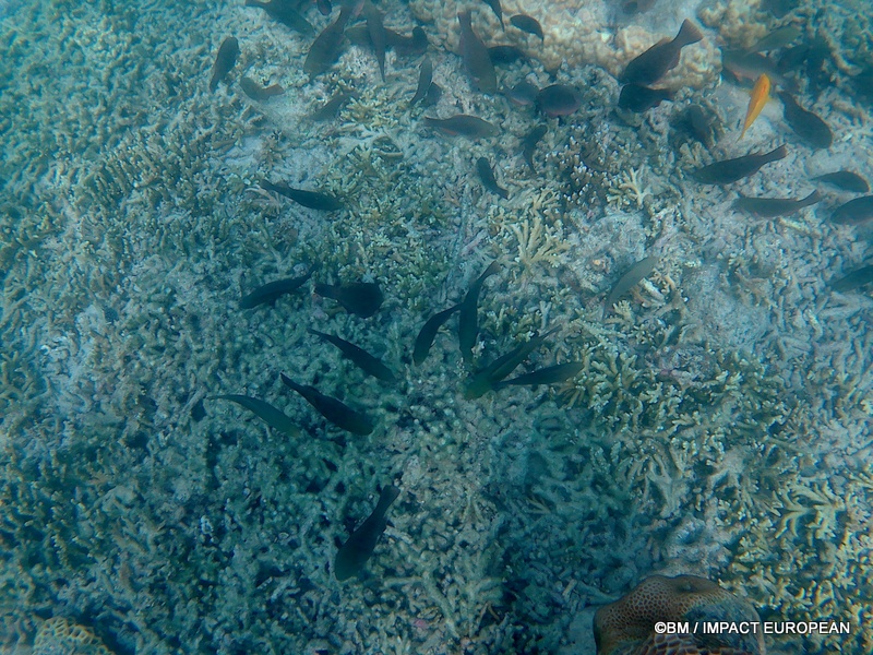 Tioman 0018