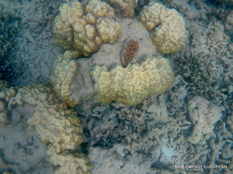 Tioman 0019