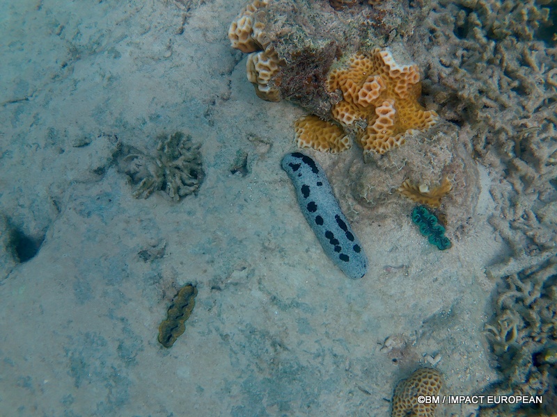 Tioman 0020