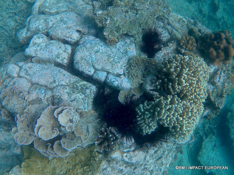Tioman 0022