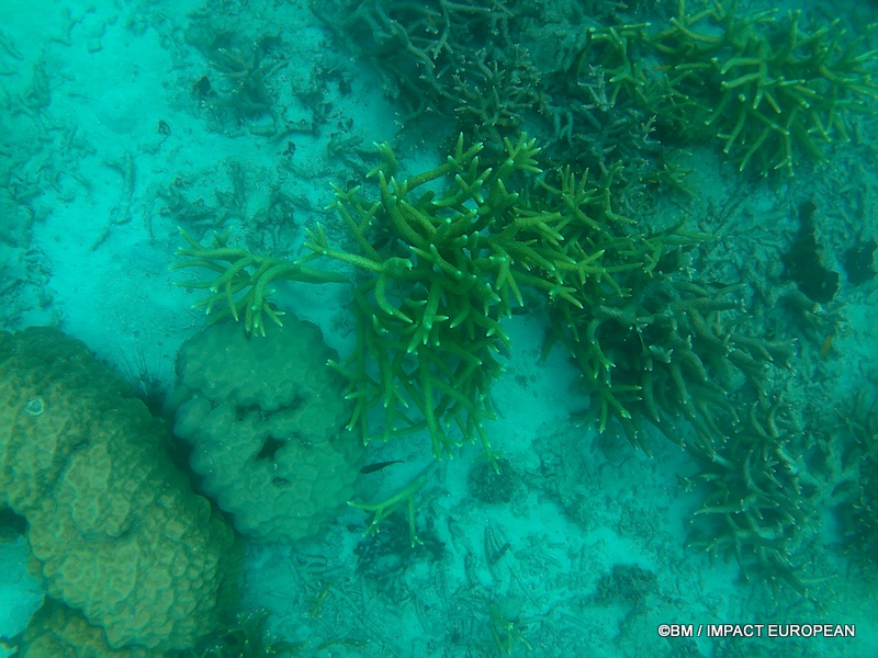 Tioman 0032
